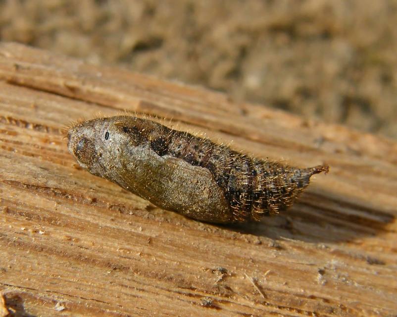Pyrgus malvae - kis busalepke