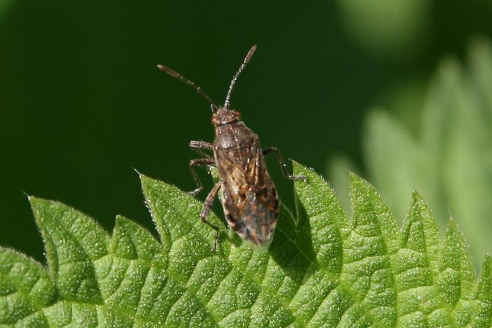 Rhopalidae - üvegpoloskák