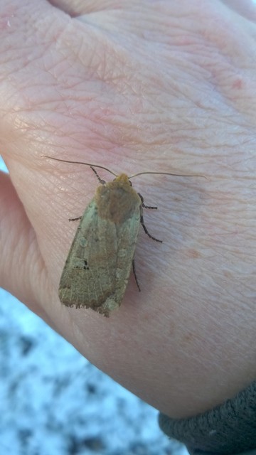 Conistra erythrocephala - vörösfejű őszibagoly