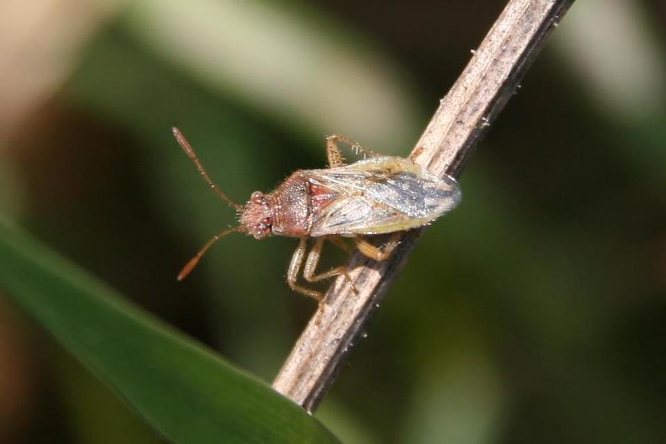 Rhopalidae - üvegpoloskák