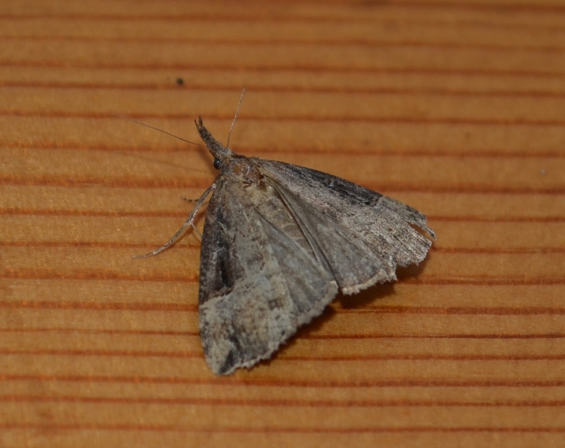 Hypena rostralis - közönséges karcsúbagoly
