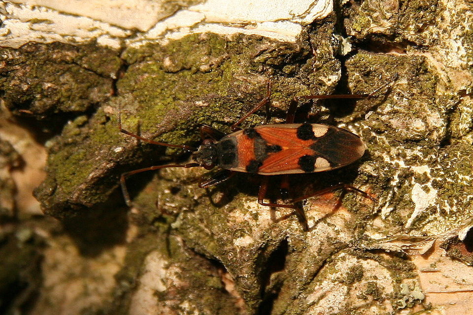 Beosus quadripunctatus - pettyes homokibodobács