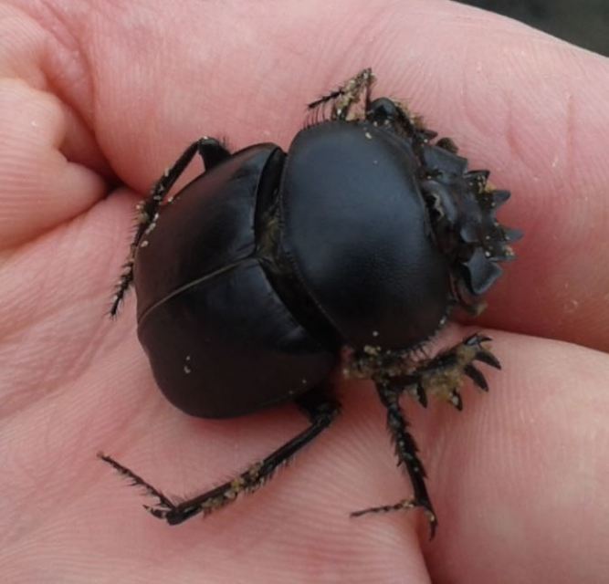 Scarabaeus typhon - óriás-galacsinhajtó