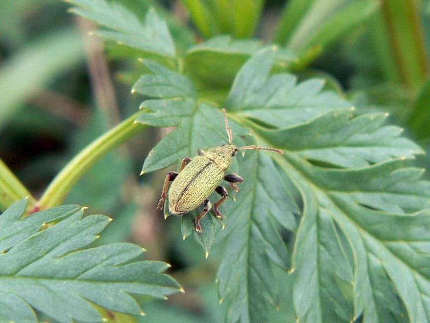 Phyllobius betulinus - változékony levélormányos