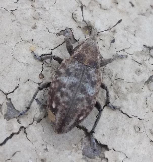 Lepyrus capucinus - pettyes fűzormányos
