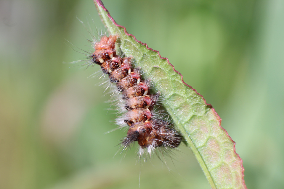 Acronicta rumicis - sóska-szigonyosbagoly Acronicta rumicis - sóska-szigonyosbagoly