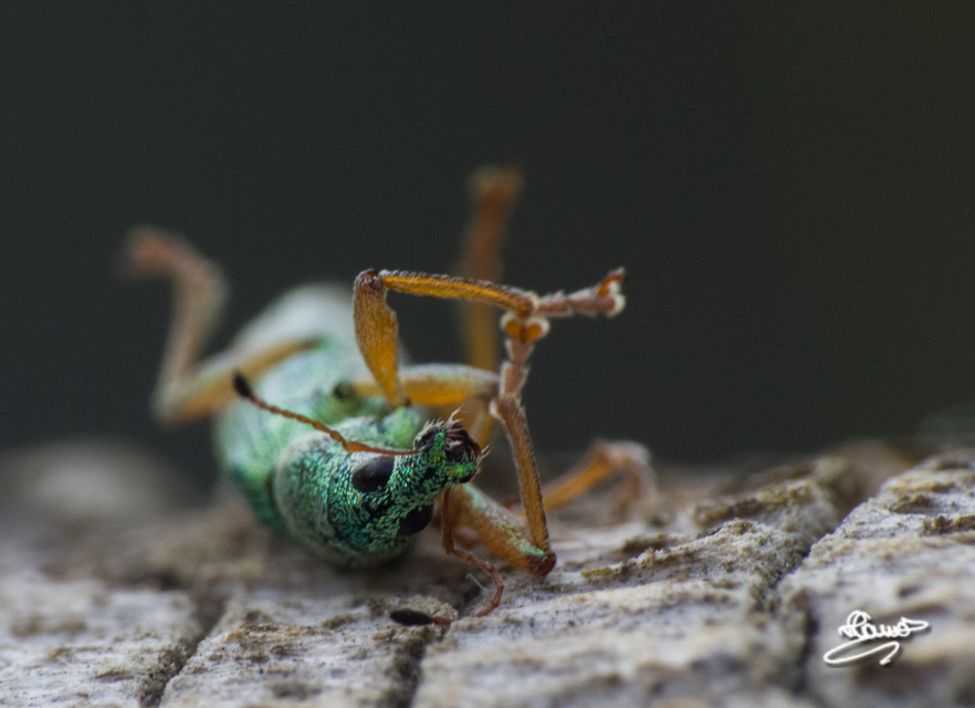 Polydrusus formosus - selymes lombormányos