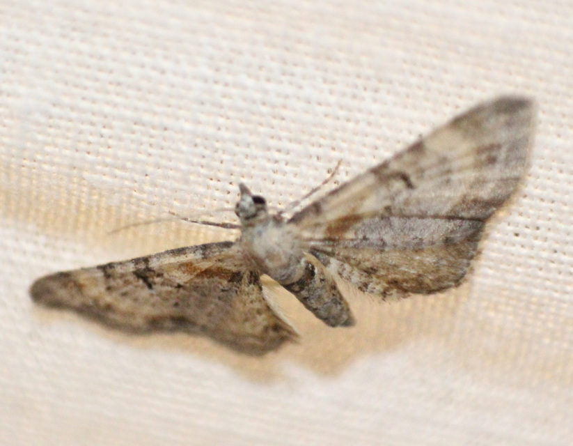 Eupithecia pyreneata - vörössávos törpearaszoló