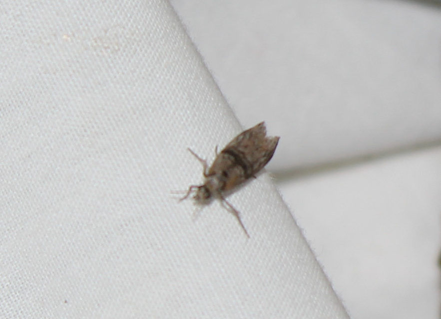 Phycitinae