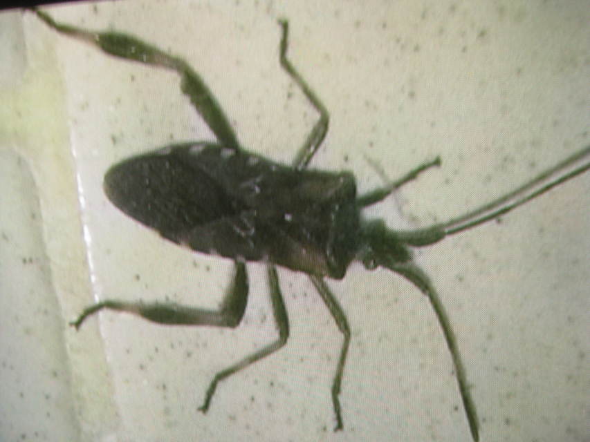 Leptoglossus occidentalis - nyugati levéllábú poloska