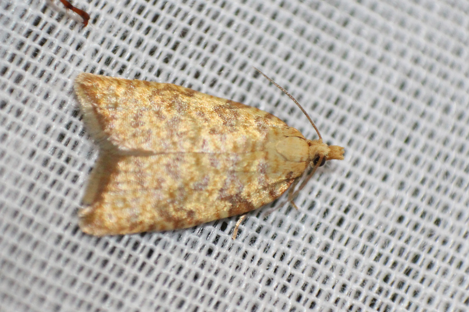 Aleimma loeflingiana - tölgylevél-sodrómoly Aleimma loeflingiana - tölgylevél-sodrómoly