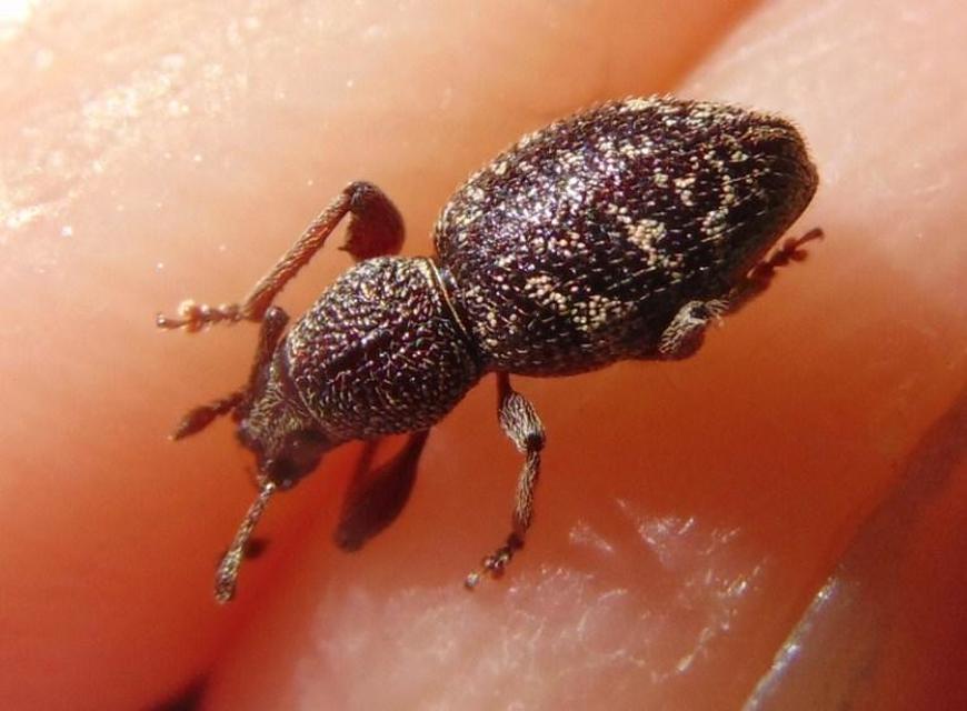 Otiorhynchus fullo - aranypikkelyes gyalogormányos
