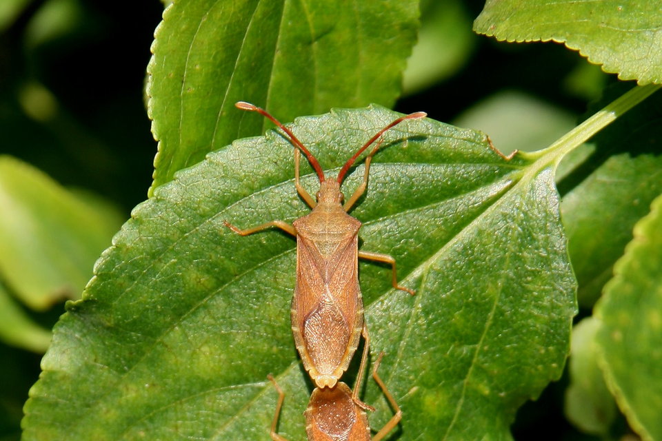 Gonocerus acuteangulatus - aranypetés karimáspoloska