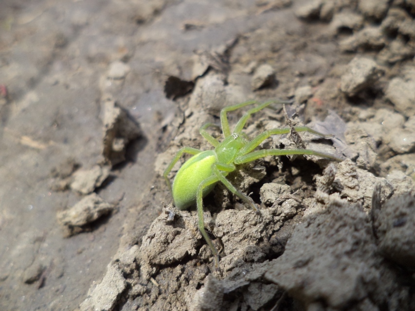 Micrommata virescens - hunyópók