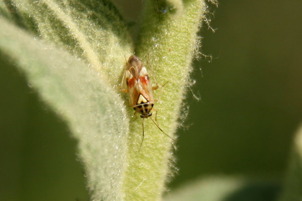 Lygus pratensis - változó mezeipoloska