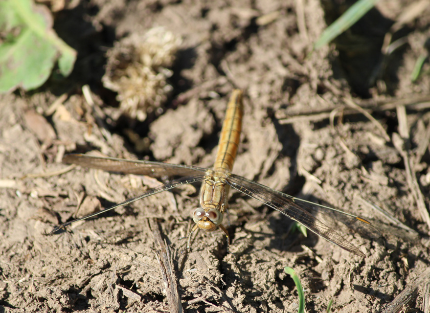 Orthetrum brunneum - pataki pásztorszitakötő