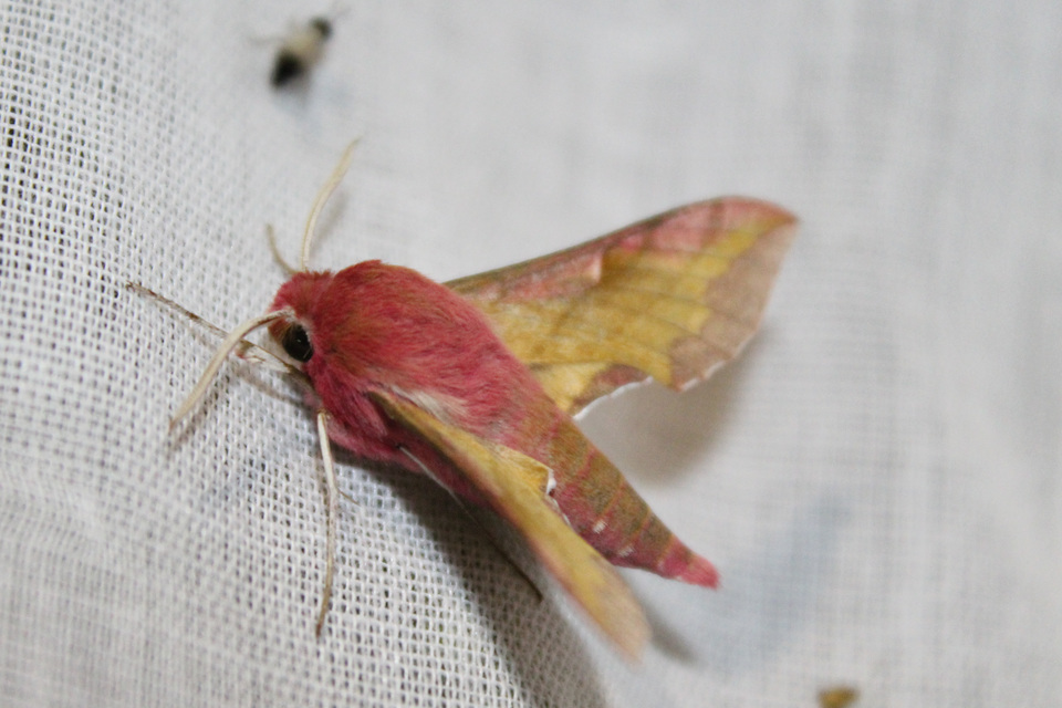 Deilephila porcellus - piros szender