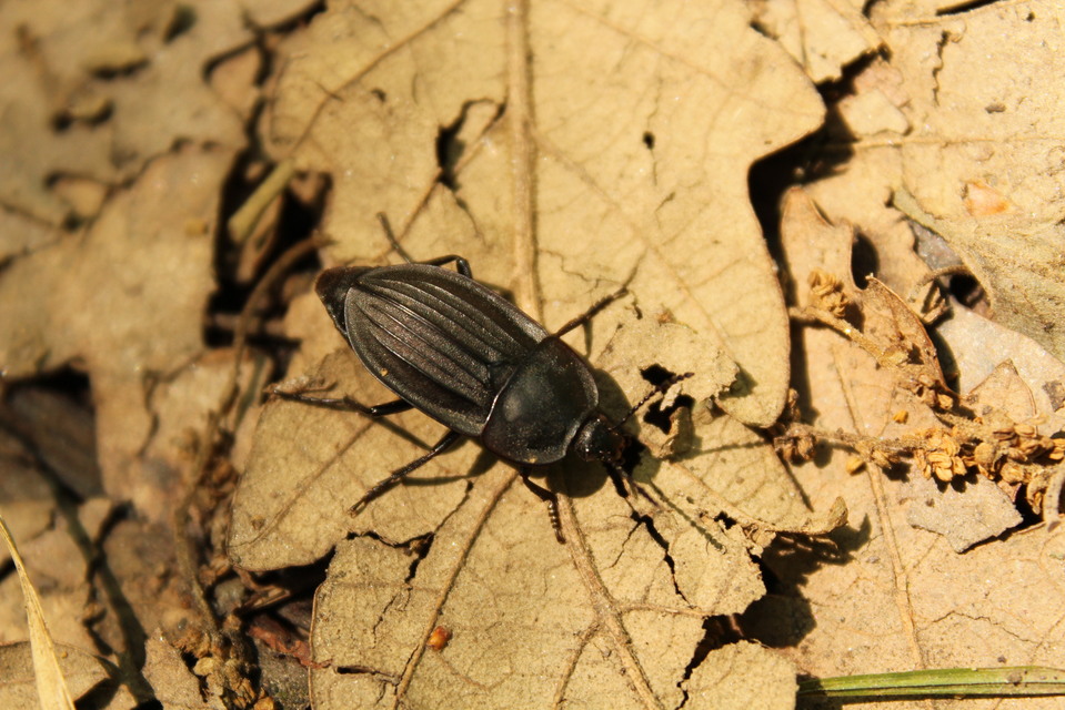 Silpha carinata - karimás dögbogár