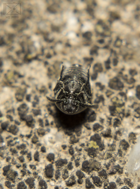 Spermophagus