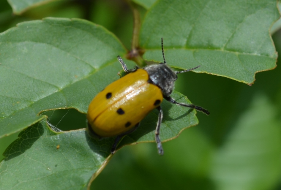 Lachnaia sexpunctata - szőrösnyakú zsákhordóbogár