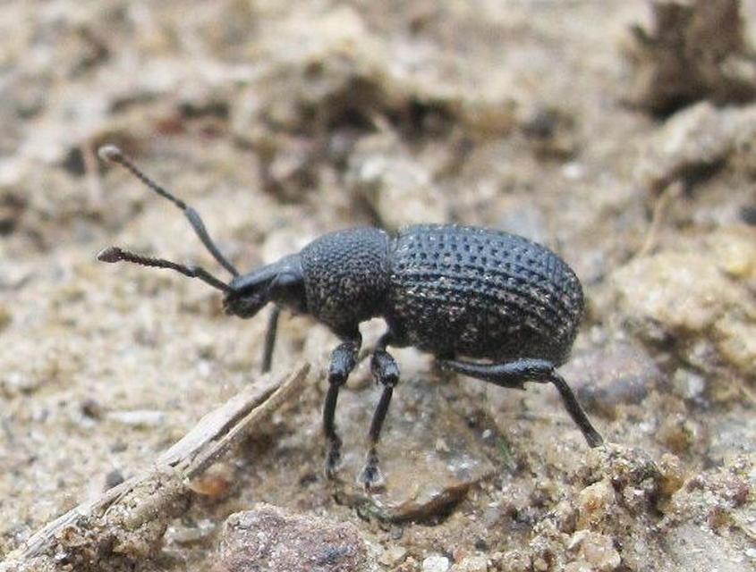 Otiorhynchus