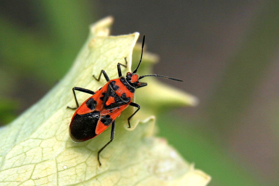 Corizus hyoscyami - piros karimáspoloska