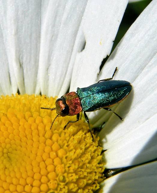 Anthaxia nitidula - ragyogó virágdíszbogár