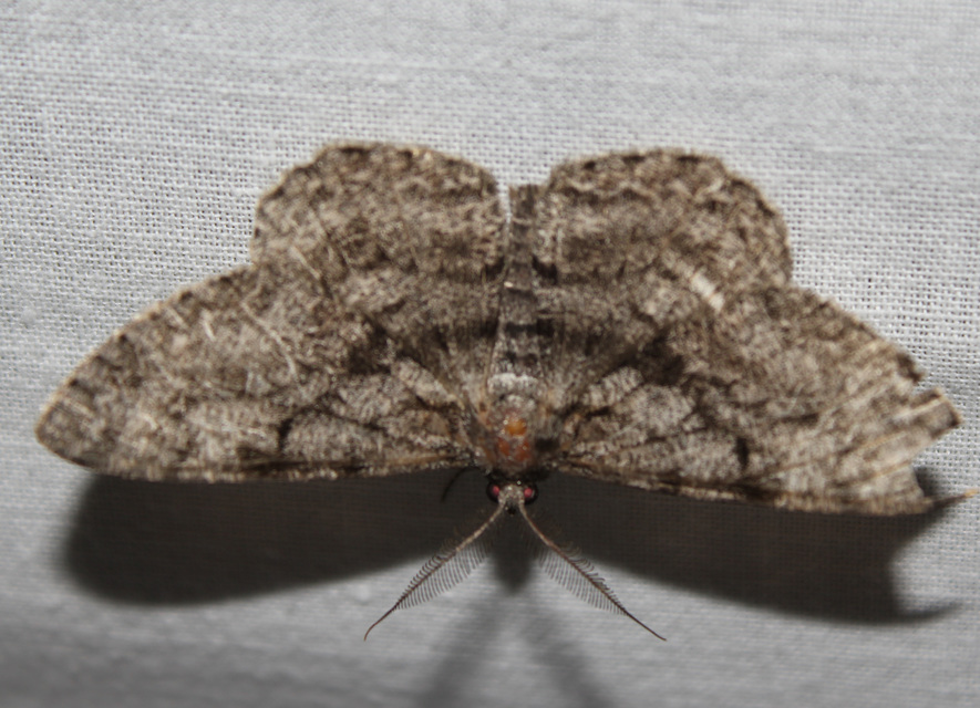 Hypomecis roboraria - nagy tölgyfaaraszoló