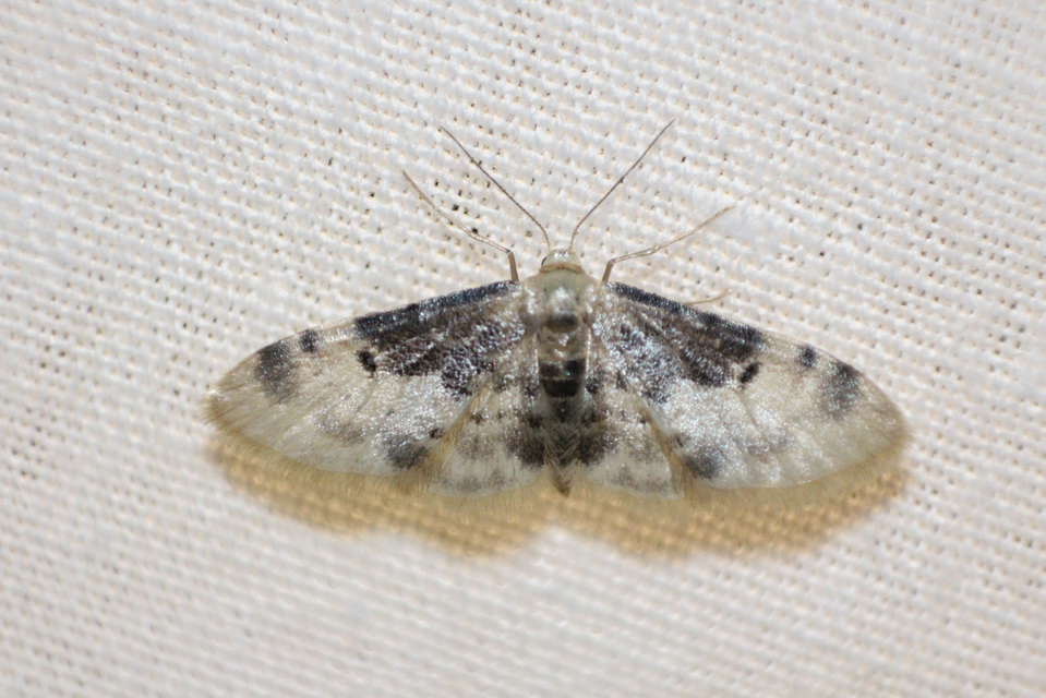 Idaea filicata - sötéttövű apróaraszoló