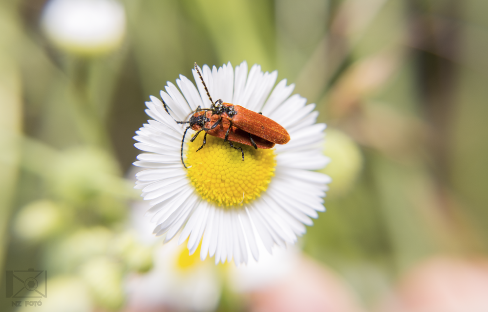 Lygistopterus sanguineus - vérbogár