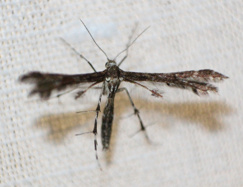 Pterophoridae - tollasmolyfélék