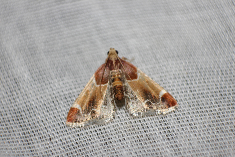 Pyralis farinalis - lisztilonca