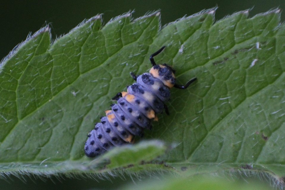 Coccinella septempunctata - hétpettyes katica