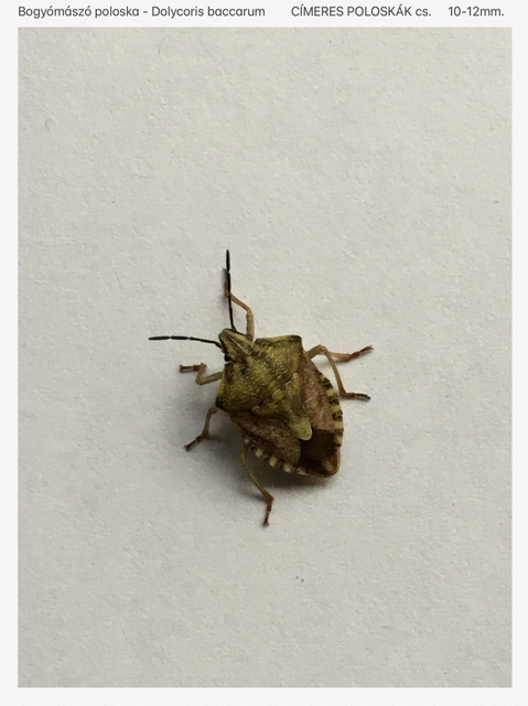 Carpocoris Carpocoris