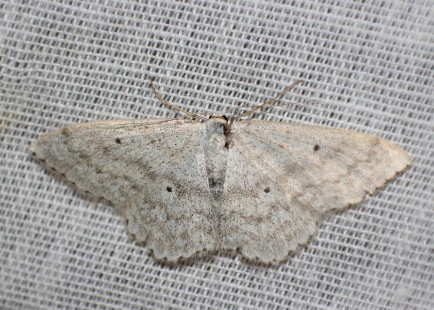 Scopula incanata - hamvas sávosaraszoló