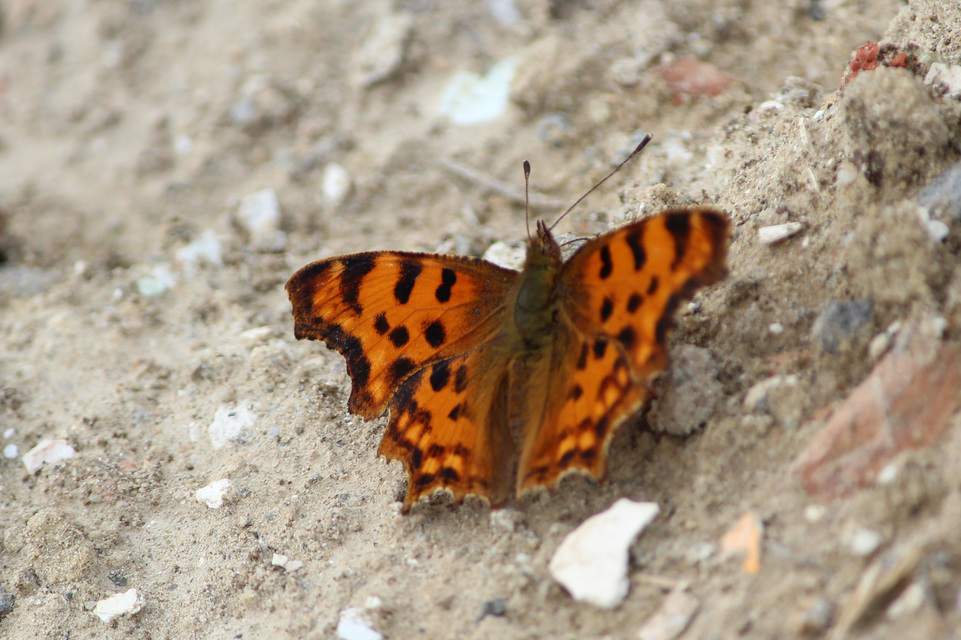 Nymphalis c-album - C-betűs lepke