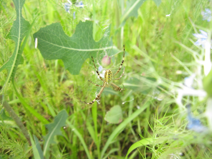 Argiope bruennichi - darázspók