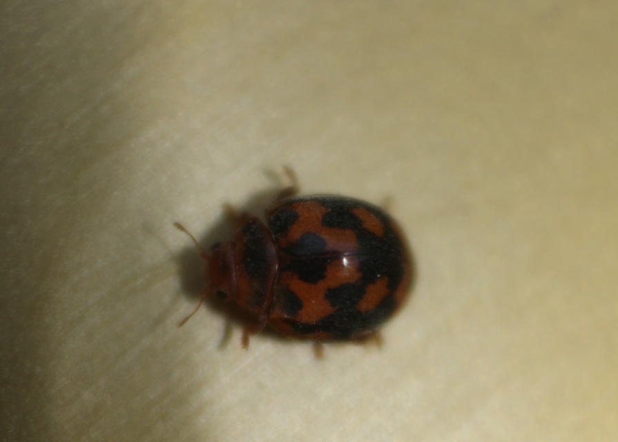 Subcoccinella vigintiquatuorpunctata - lucernaböde