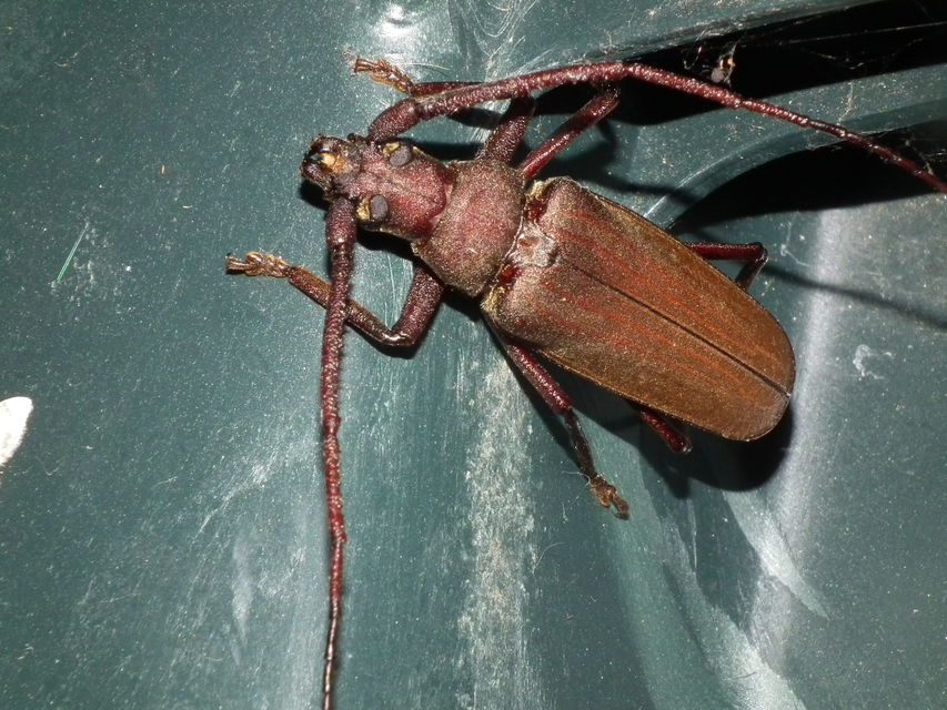 Aegosoma scabricorne - diófacincér