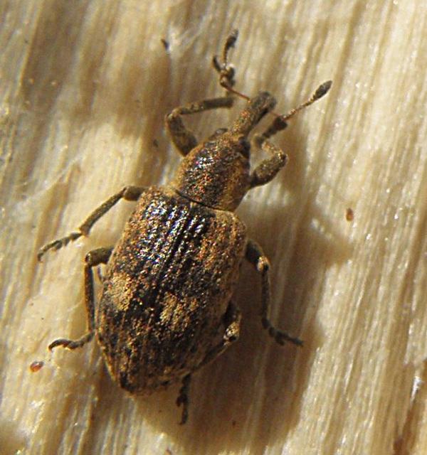 Hypera rumicis - sóska-pikkelyesormányos
