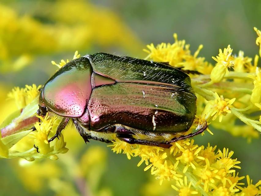 Cetonia aurata - aranyos virágbogár
