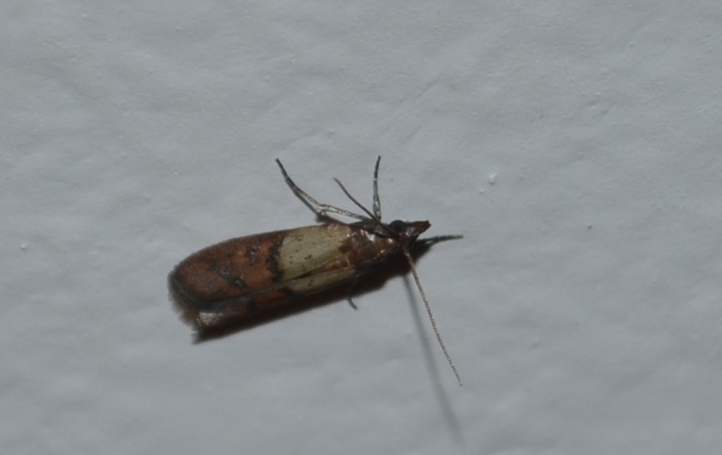 Plodia interpunctella - aszalványmoly
