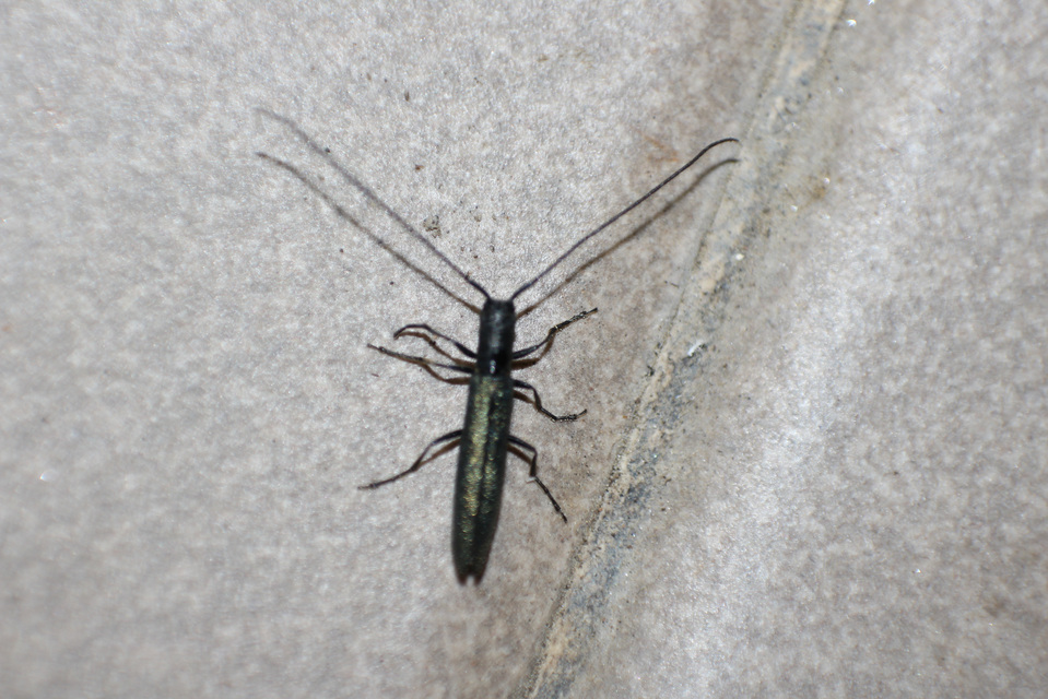 Theophilea subcylindricollis - hengeres szalmacincér