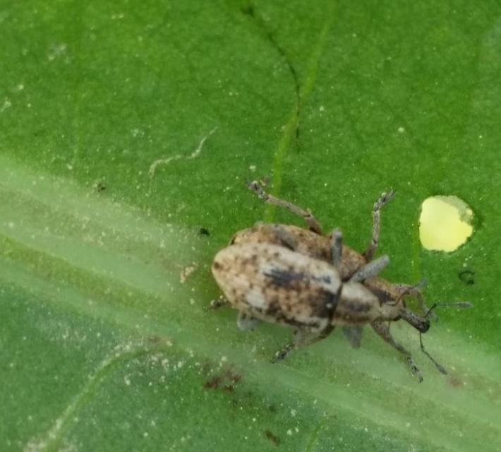 Hypera rumicis - sóska-pikkelyesormányos
