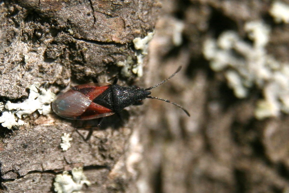 Oxycarenus lavaterae - hársbodobács