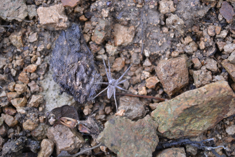 Pisaura mirabilis - csodáspók