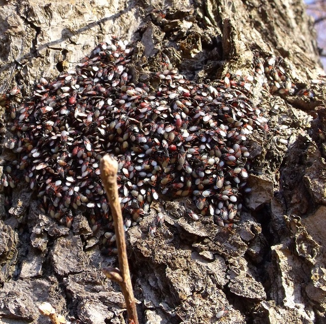 Oxycarenus lavaterae - hársbodobács