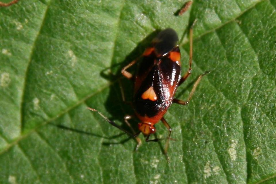 Deraeocoris ruber - vöröses mezeipoloska