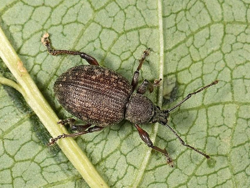 Dodecastichus