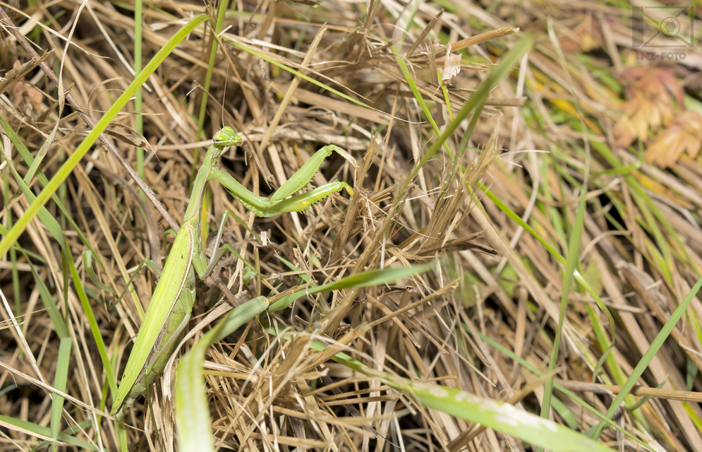 Mantis religiosa - imádkozósáska